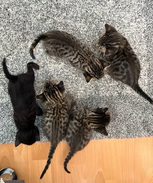 Fünf Bengal-Kitten-Mix
