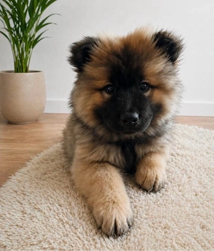 chow chow weibchen 