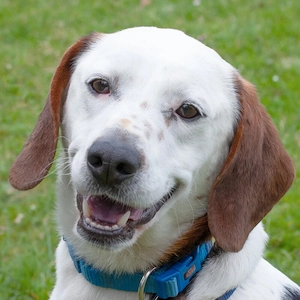 Corny - 2 Jahre - Mix - Tierhilfe Franken e.V.