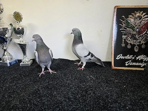 Irakische Takla Tauben   Irak Tauben   Top Qualität