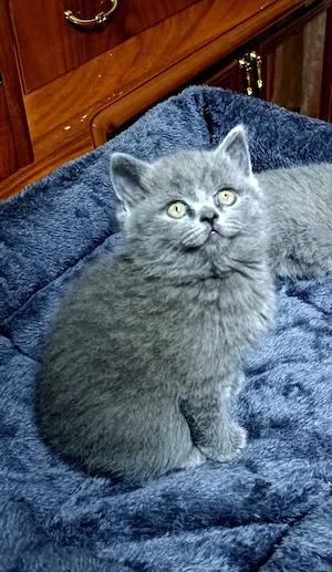 Reinrassige britische Kätzchen BKH