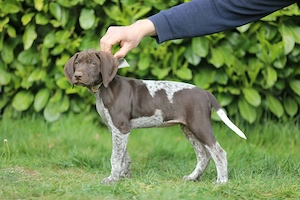 Deutsch Kurzhaar Hündin Orelie sucht ihre Familie 