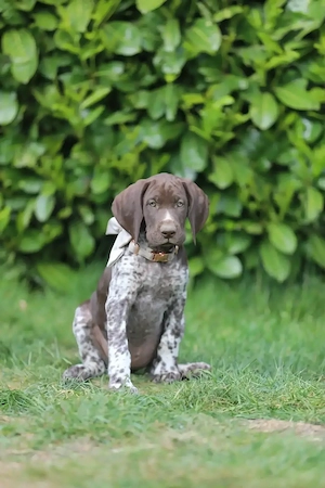 Deutsch Kurzhaar Hündin Welpe mit Papieren