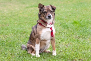 Jessca - 3 Jahre - Mix - Tierhilfe Franken e.V.