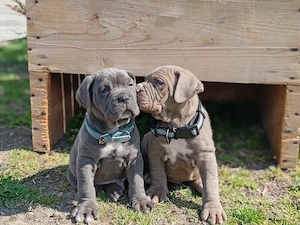cane corso welpen 