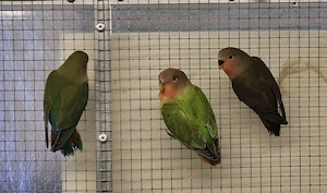 Rosenköpfchen in verschiedenen Farben abzugeben 