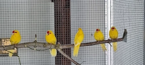 junge Ziegensittiche abzugeben 