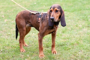 Stellani - 1 Jahr - Mix - Tierhilfe Franken e.V. Bild 9