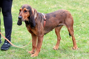Stellani - 1 Jahr - Mix - Tierhilfe Franken e.V. Bild 5