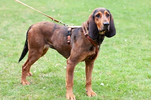 Stellani - 1 Jahr - Mix - Tierhilfe Franken e.V. Bild 6