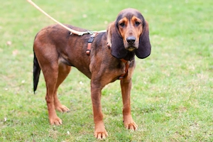 Stellani - 1 Jahr - Mix - Tierhilfe Franken e.V. Bild 8