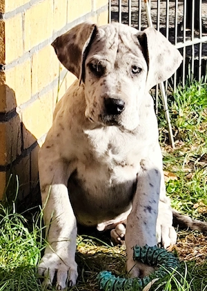 Wir haben ab sofort Deutsche Doggen Welpen abzugeben.