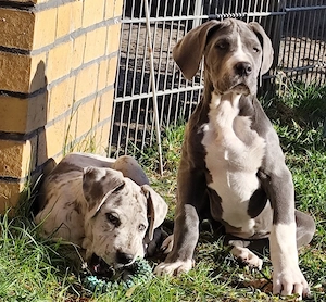 Wir haben ab sofort Deutsche Doggen Welpen abzugeben.