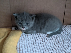 Russischblau Mix Kitten 