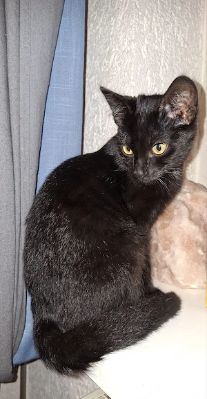 1x Katze 1x Kater zu vermitteln (6 monate)