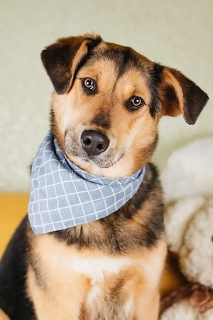 Auf der suche nach einem schönen zuhause 