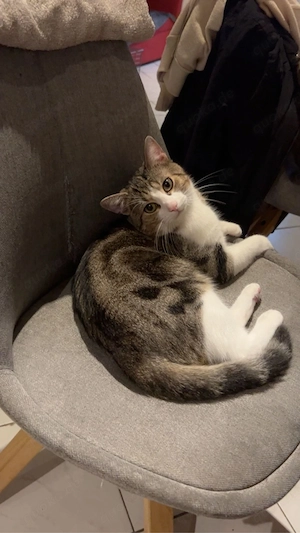 Liebevoller Kater sucht neues zuhause 