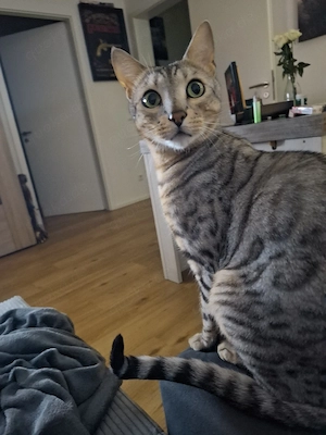 Bengal karter sucht neues Zuhause 