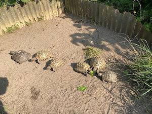 Landschildkröten aus Nachlass abzugeben