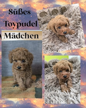 *Wunderschönes Toy - Zwergpudel Mädchen* Reinrassig*in der Farbe RED*