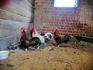 Hähne, Hühner, zu verschenken 