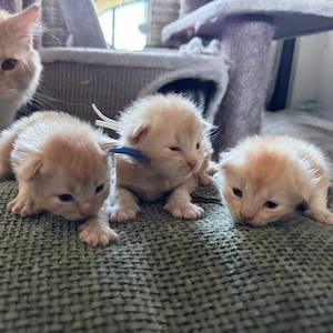 :;!'x . Niedliche Maine-Coon-Kätzchen nur an liebevolle Katzenliebhaber und Familien abzugeben.     