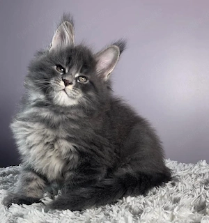 Männliches Maine-Coon-Kätzchen - 5 Monate, vollständig geimpft