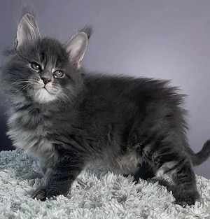 Männliches Maine-Coon-Kätzchen - 5 Monate, vollständig geimpft