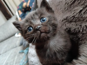 Süsse Mäuse ab Juni 