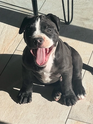 old englisch bulldogg mix welpe 