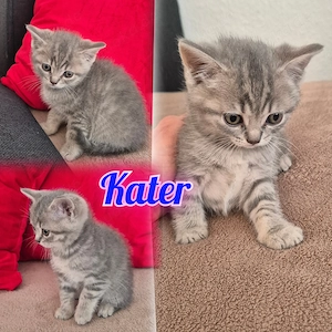   Britisch Kurzhaar (BKH) Kitten zu verkaufen 
