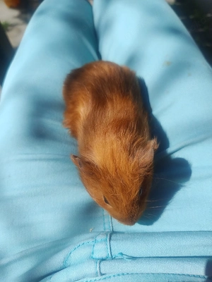 erste Meerschweinchen männlich