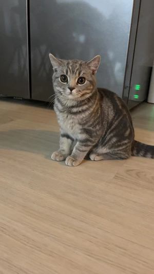 Ganz lieber britisch Kurzhaar Kater