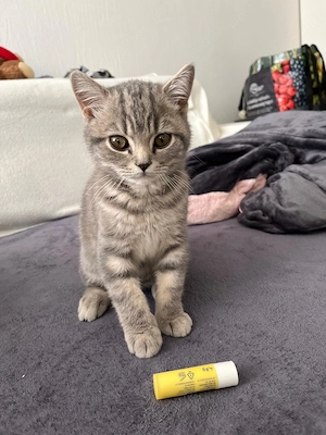 Ganz lieber britisch Kurzhaar Kater Bild 2