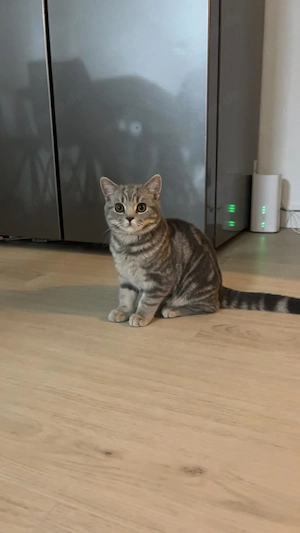 Ganz lieber britisch Kurzhaar Kater Bild 3