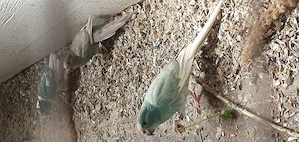 30 Ziegensittiche in verschiedensten und Neusten Farben 