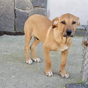Lenny - liebevoll kuschliges Körbchen gesucht