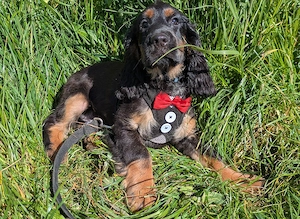 Tolle Cockermixwelpen komplett geimpft für 1jahr