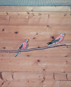 Verkaufe Bourkesittich Paar von 2025  Bild 3