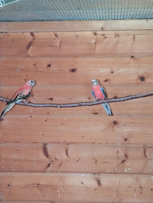 Verkaufe Bourkesittich Paar von 2025  Bild 2