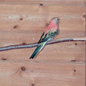 Verkaufe Bourkesittich Paar von 2025  Bild 4