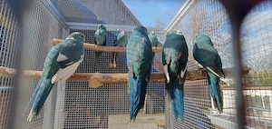 30 Ziegensittiche in verschiedensten und Neusten Farben 