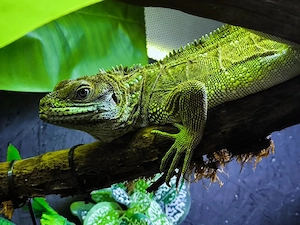 Molukkensegelechse, Hydrosaurus weberi