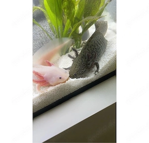 Axolotl weiblich 2 zu verkaufen 
