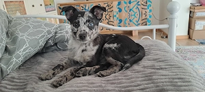 Mischling, Spitz,Chihuahua