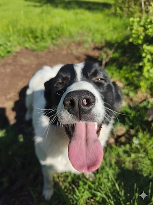 Border Collie Mix Rüde 8Mon 20kg 50cm SEELE VON HUND 