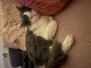 6 Monate alter kastrierter Perserkater