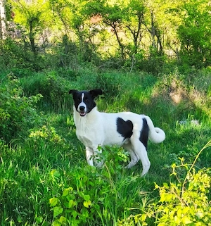 Border Collie Mix Rüde 8Mon 20kg 50cm SEELE VON HUND 