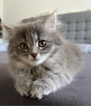 Bereit für ein Neues Zuhause Siam-Perser Kätzchen