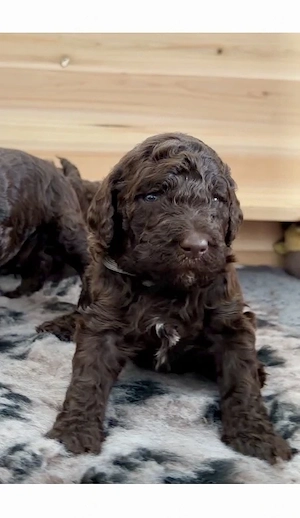 Königspudel Welpen Anfang April zur Welt gekommen 